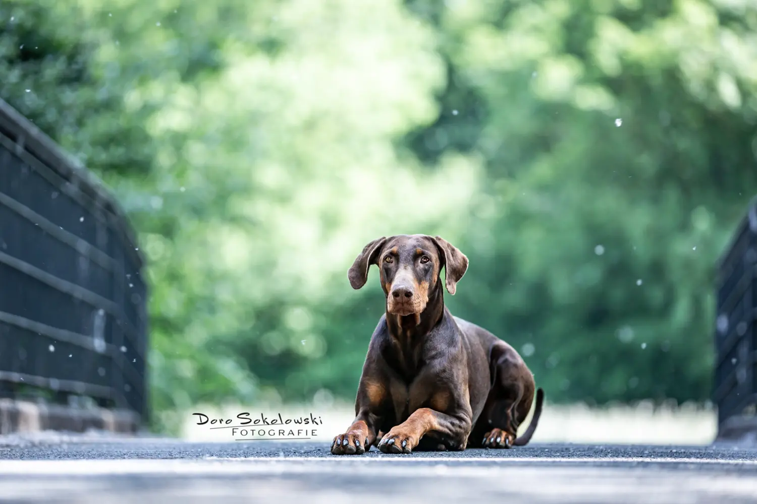 Hund Doro Sokolowski Fotografie